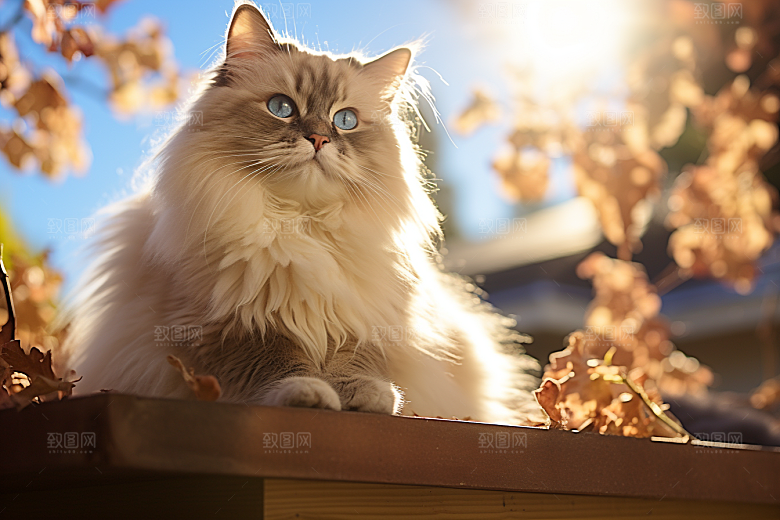 布偶猫长毛猫自然摄影图