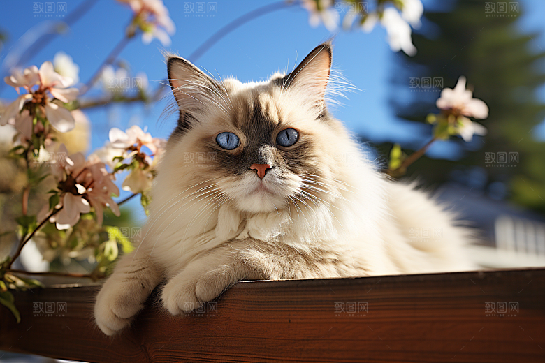 布偶猫可爱仙女猫摄影图