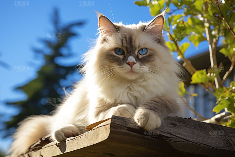 布偶猫生活宠物摄影图
