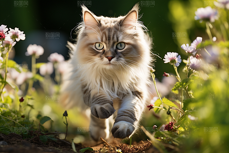 布偶猫仙女猫高清摄影图