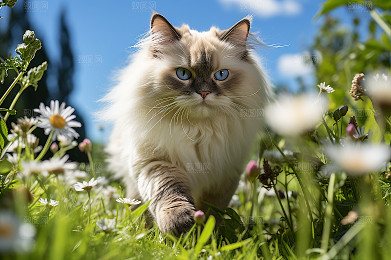 布偶猫家居高清摄影图
