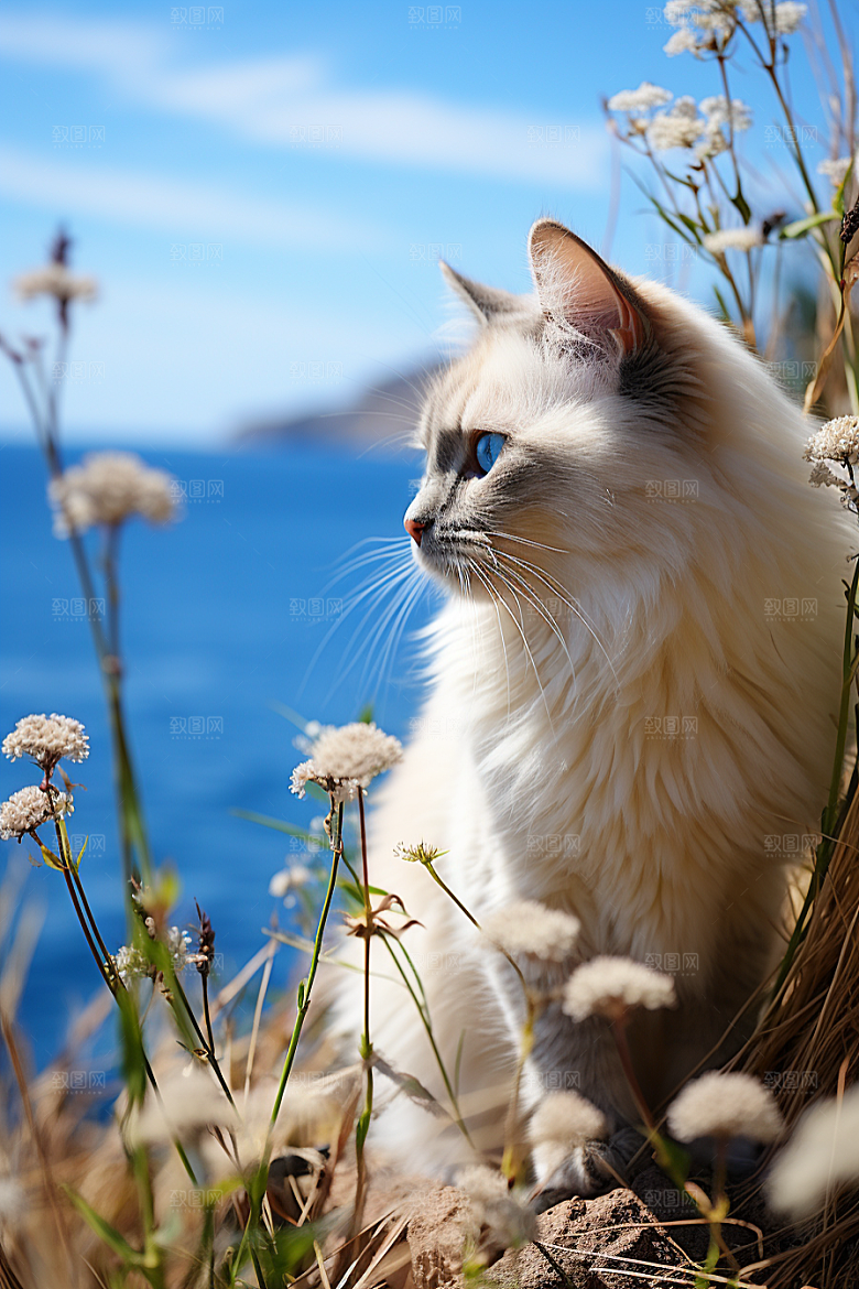 布偶猫仙女猫高清摄影图