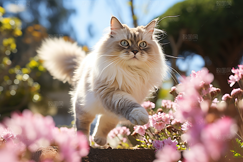 布偶猫清新长毛猫摄影图