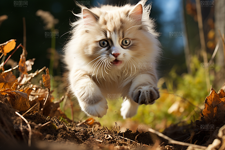 布偶猫养宠仙女猫摄影图