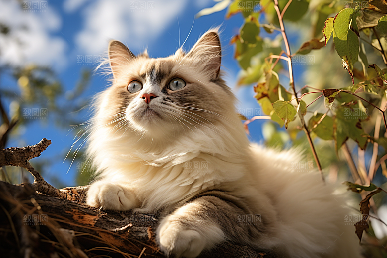 布偶猫长毛猫生活摄影图