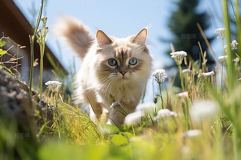 布偶猫高清养宠摄影图