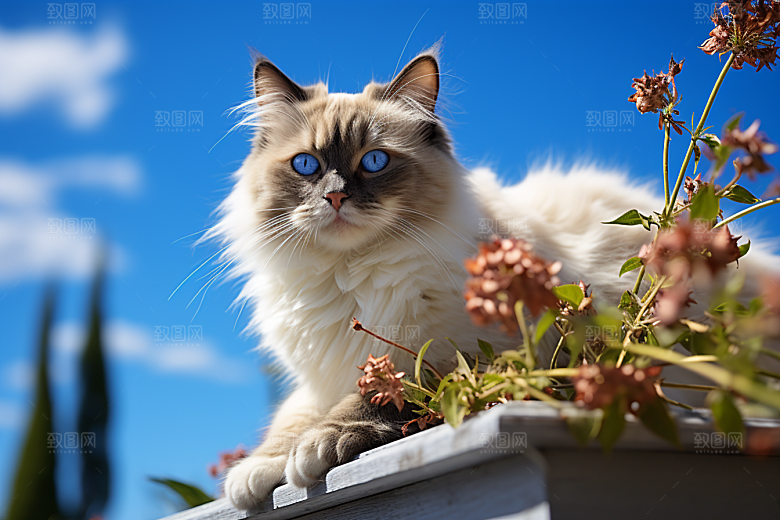布偶猫清新可爱摄影图