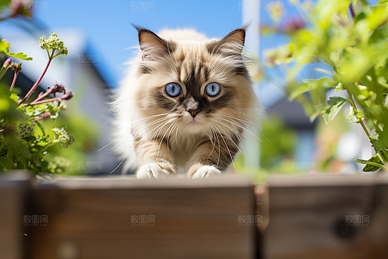 布偶猫自然高清摄影图
