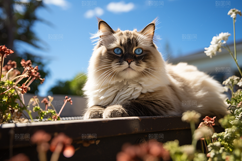 布偶猫宠物自然摄影图