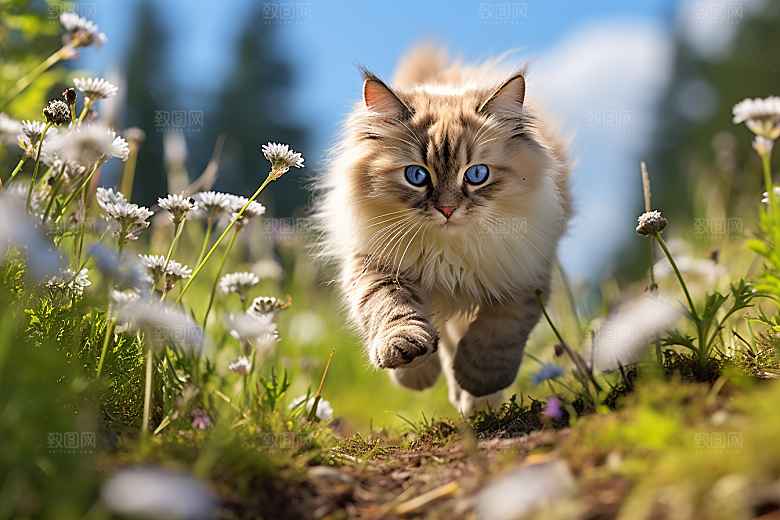 布偶猫自然家居摄影图