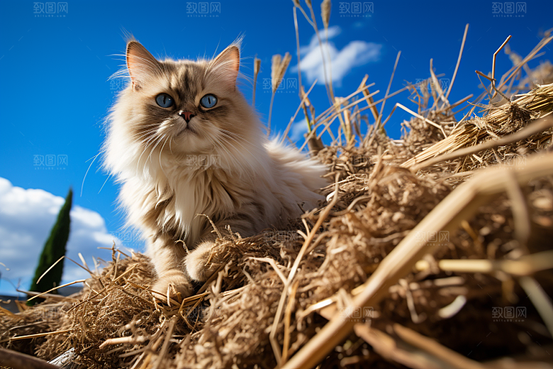 布偶猫仙女猫生活摄影图