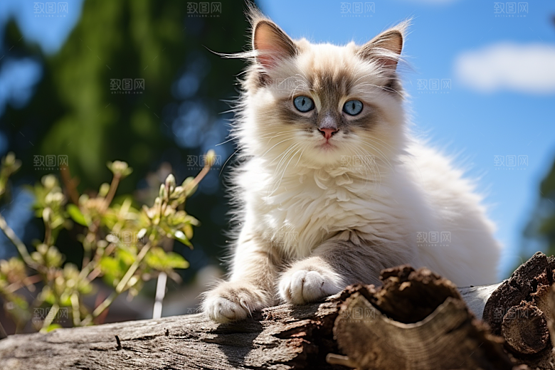 布偶猫养宠自然摄影图