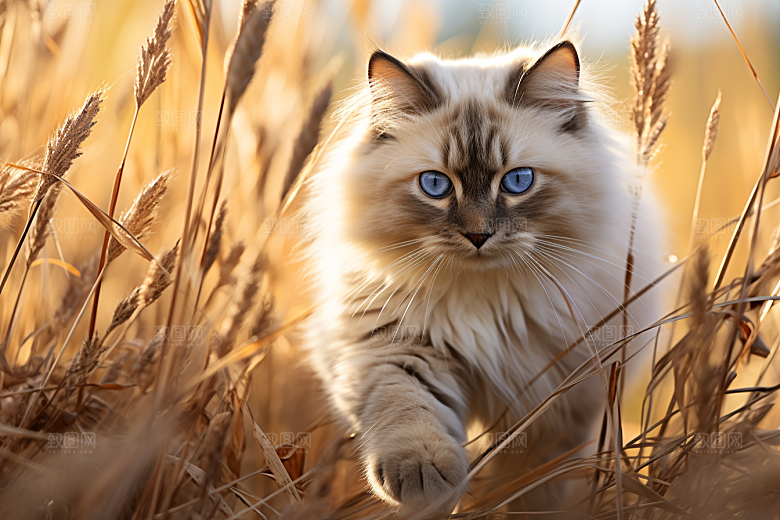布偶猫高清仙女猫摄影图