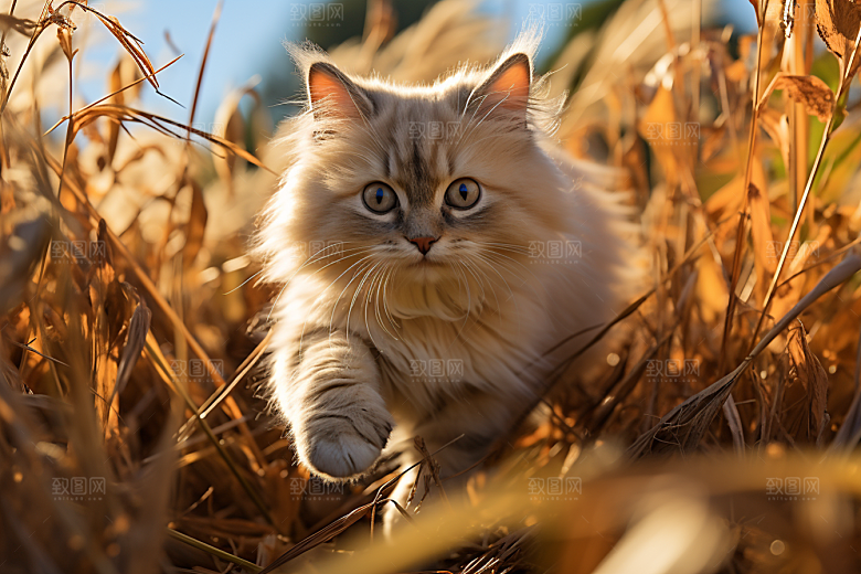 布偶猫清新长毛猫摄影图