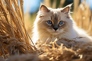 布偶猫自然长毛猫摄影图