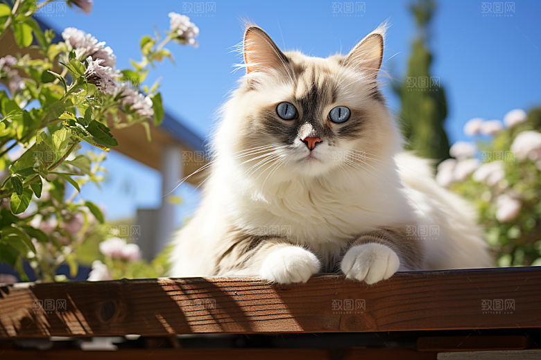 布偶猫仙女猫高清摄影图