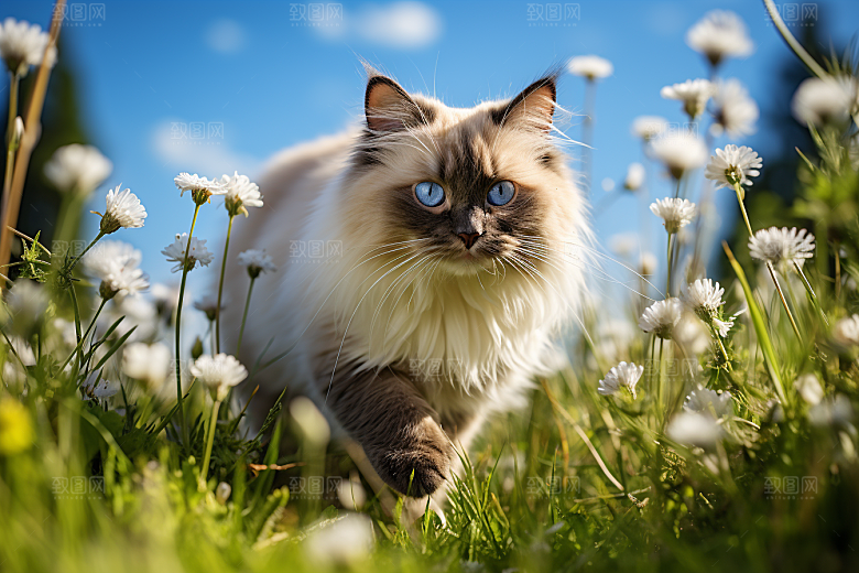 布偶猫家居高清摄影图