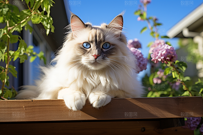 布偶猫生活清新摄影图