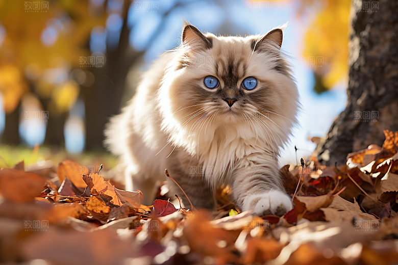 布偶猫宠物可爱摄影图
