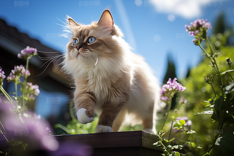 布偶猫可爱自然摄影图