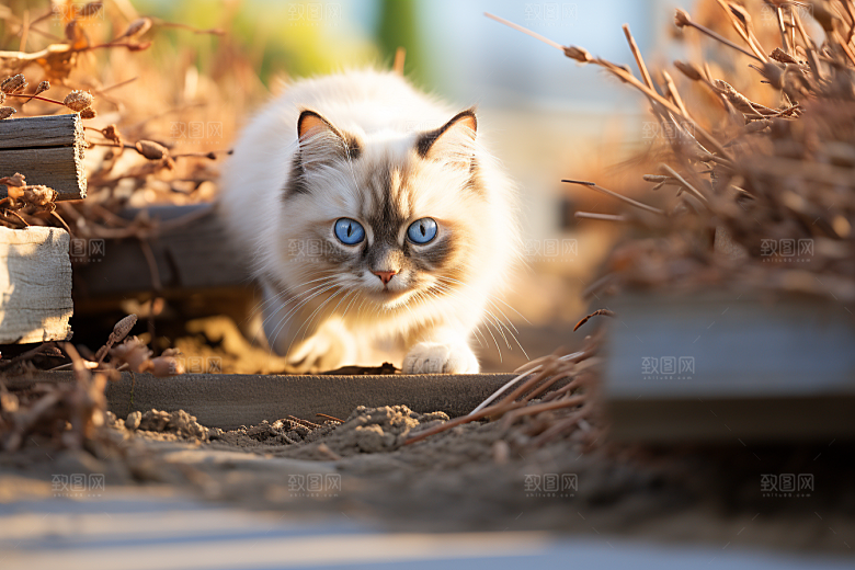 布偶猫养宠生活摄影图