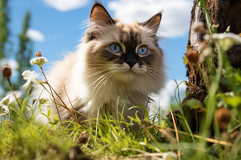 布偶猫长毛猫仙女猫摄影图