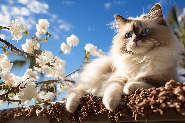 布偶猫长毛猫养宠摄影图