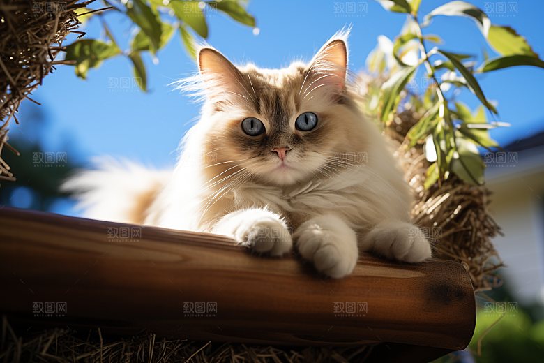布偶猫长毛猫仙女猫摄影图