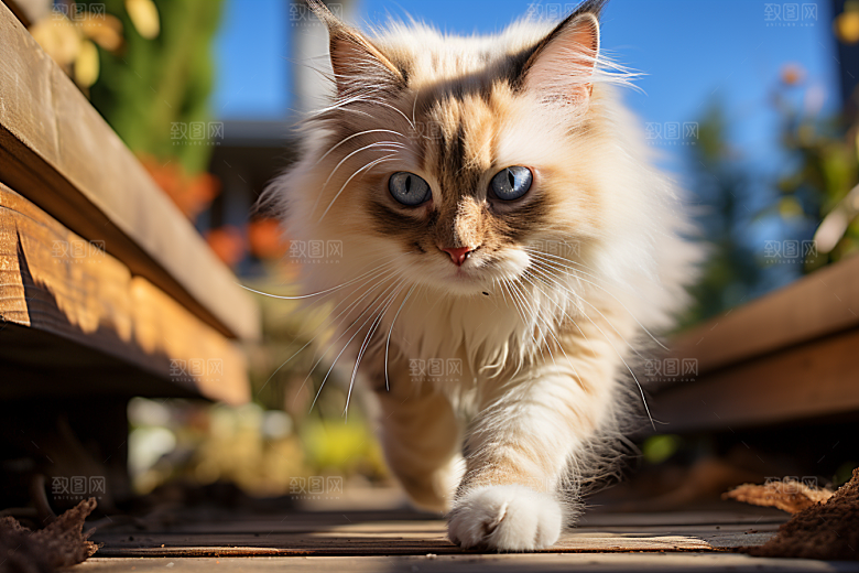 布偶猫仙女猫自然摄影图