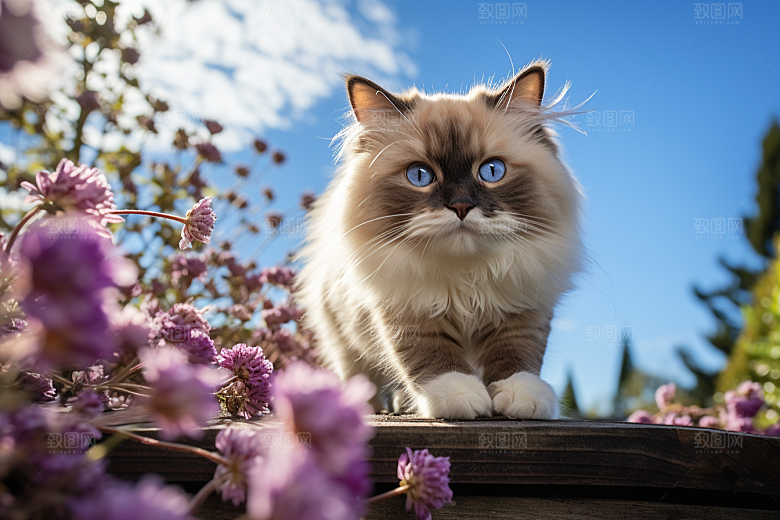 布偶猫可爱高清摄影图