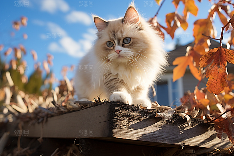 布偶猫仙女猫可爱摄影图