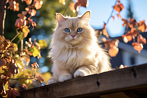 布偶猫可爱高清摄影图