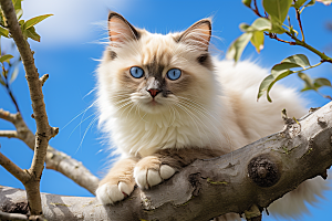 布偶猫家居自然摄影图