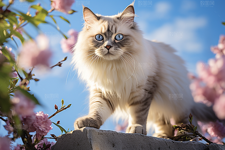 布偶猫家居长毛猫摄影图