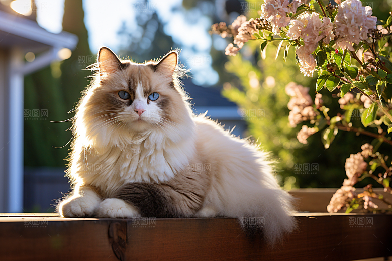 布偶猫家居长毛猫摄影图