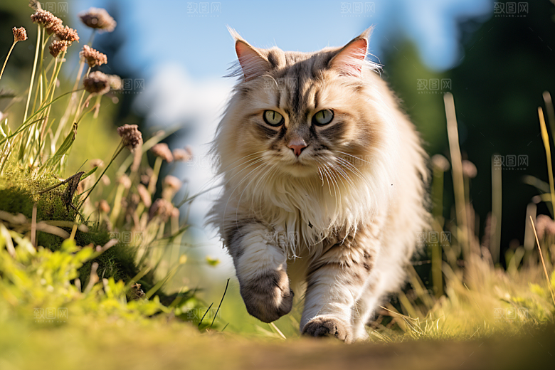 布偶猫清新可爱摄影图