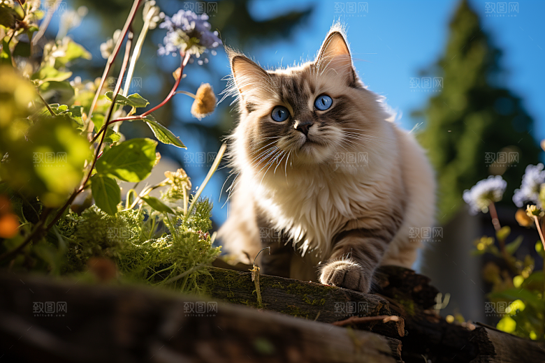 布偶猫养宠长毛猫摄影图