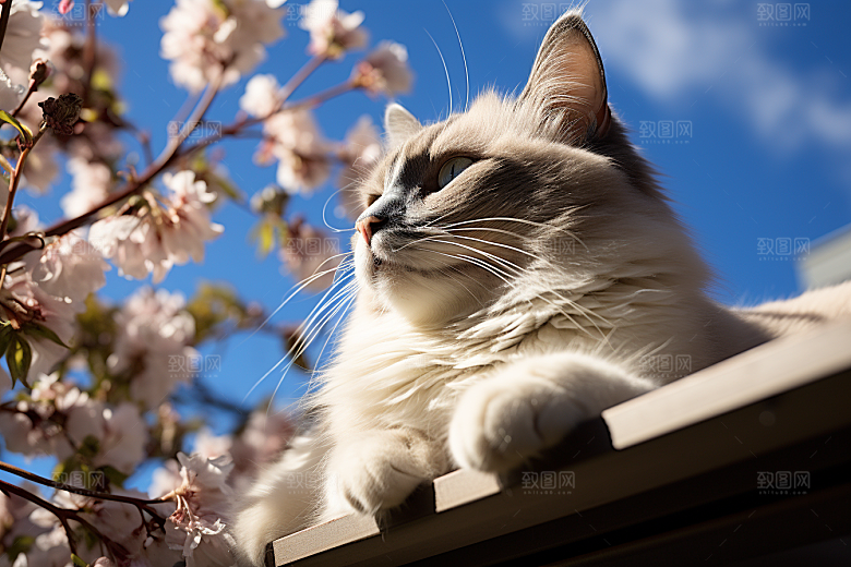 布偶猫生活养宠摄影图