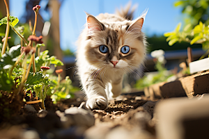布偶猫自然可爱摄影图