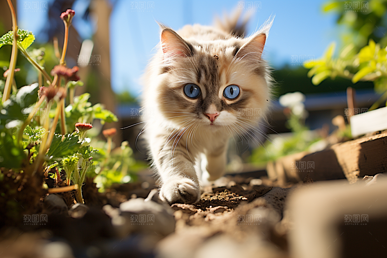 布偶猫自然可爱摄影图