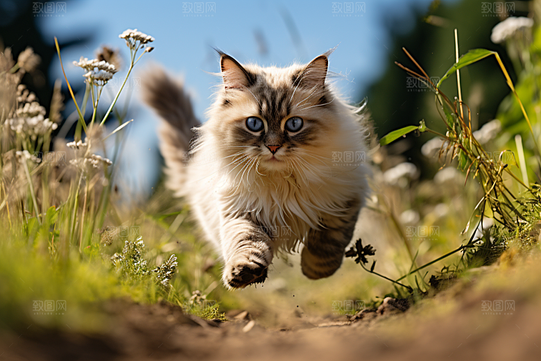 布偶猫清新自然摄影图