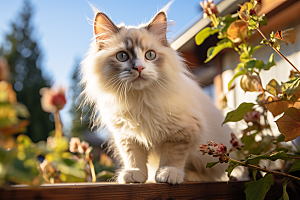 布偶猫宠物生活摄影图