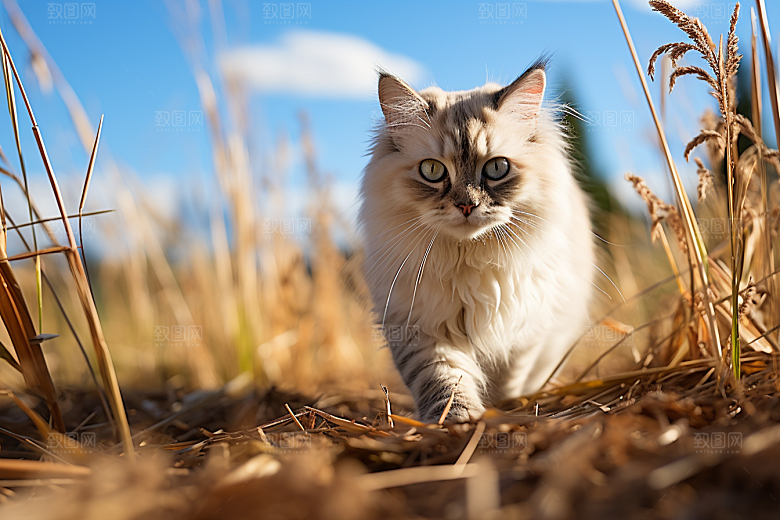 布偶猫生活仙女猫摄影图