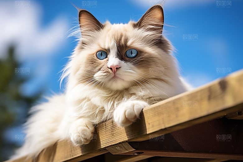 布偶猫可爱自然摄影图
