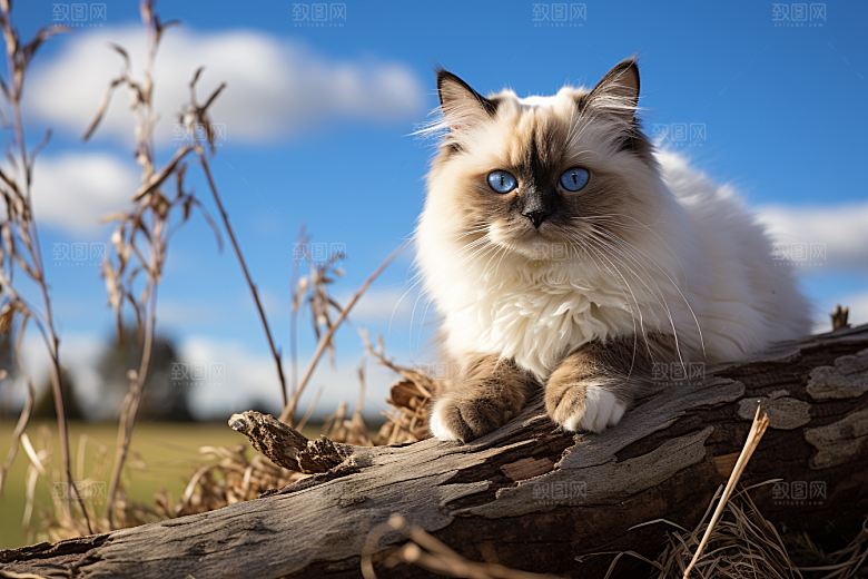 布偶猫宠物养宠摄影图
