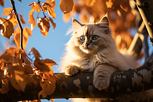 布偶猫自然宠物摄影图