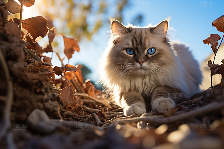 布偶猫养宠高清摄影图