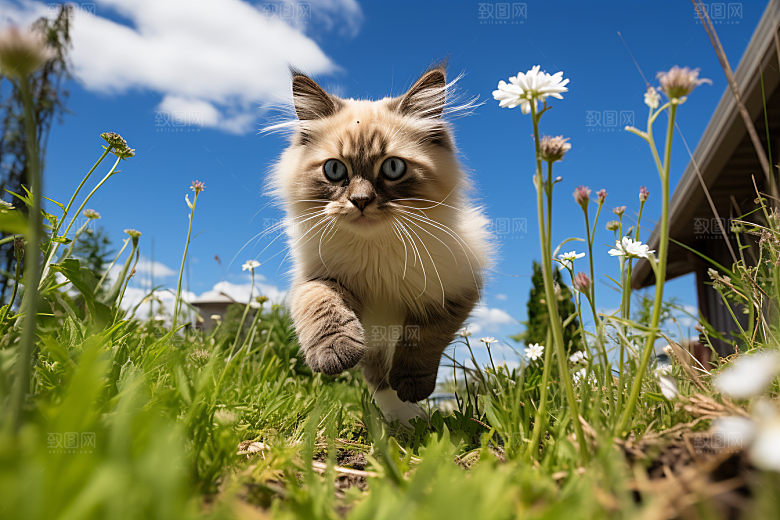 布偶猫家居养宠摄影图