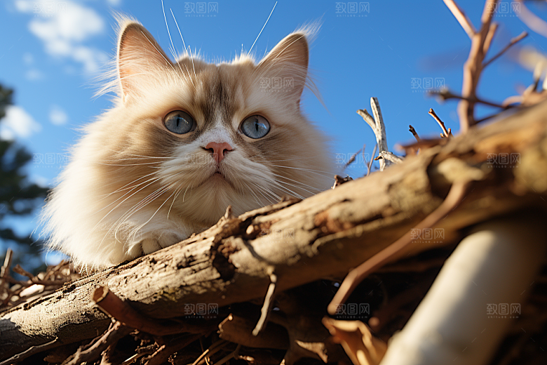 布偶猫养宠长毛猫摄影图