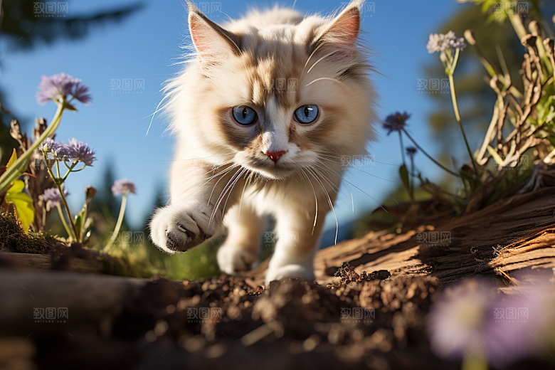 布偶猫清新长毛猫摄影图